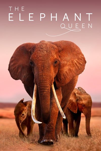 Download The Elephant Queen (2019) Dual Audio {Hindi-English} WEB-DL ESubs 480p [310MB] || 720p [860MB] || 1080p [2.2GB]